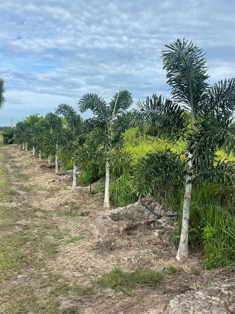 wodyetia-bifurcata-foxtail-palm