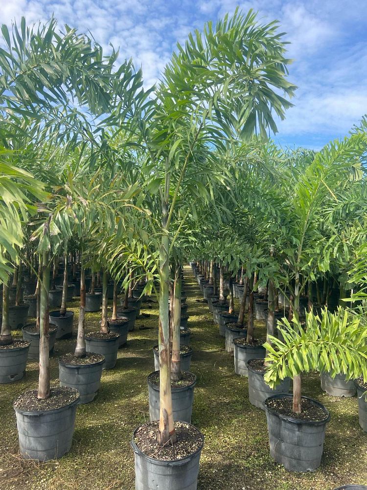 wodyetia-bifurcata-foxtail-palm