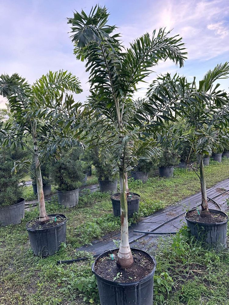 wodyetia-bifurcata-foxtail-palm