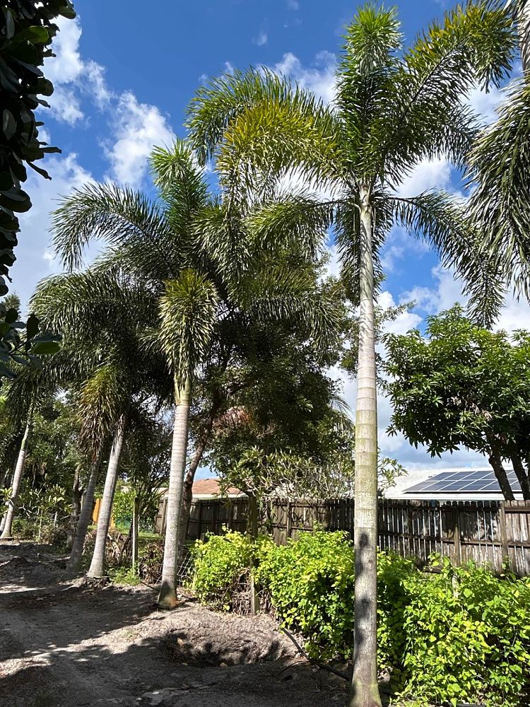 wodyetia-bifurcata-foxtail-palm