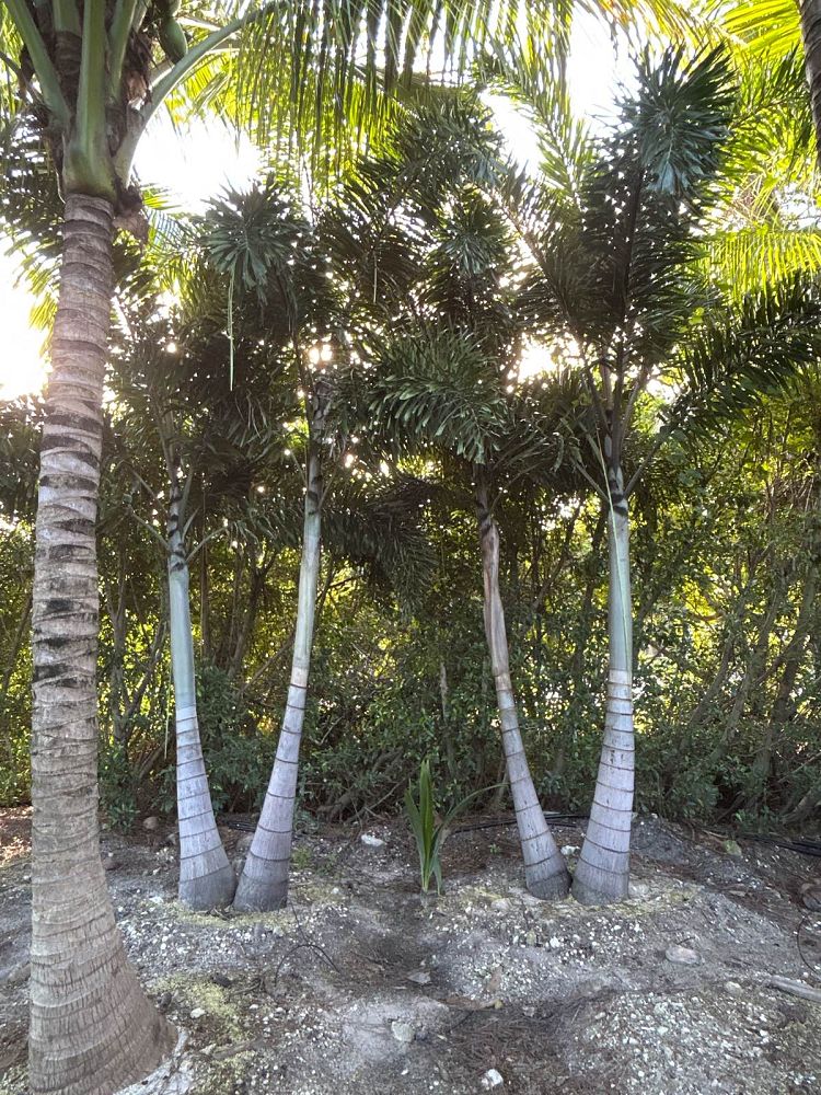 wodyetia-bifurcata-foxtail-palm