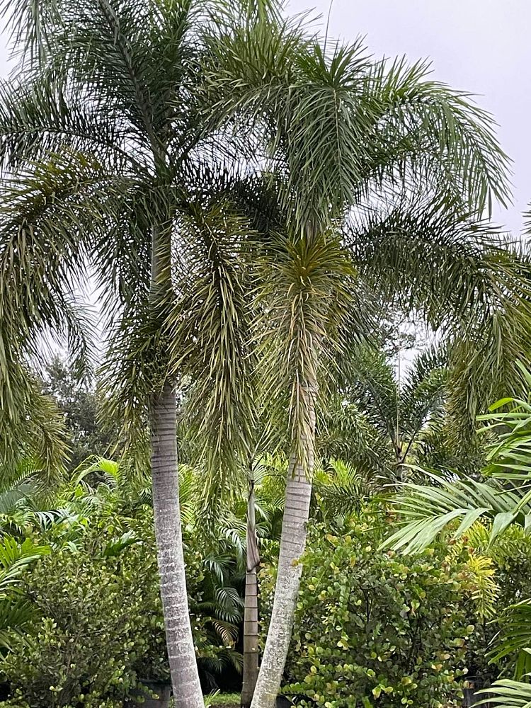 wodyetia-bifurcata-foxtail-palm