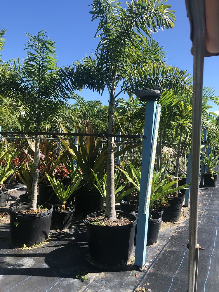 wodyetia-bifurcata-foxtail-palm