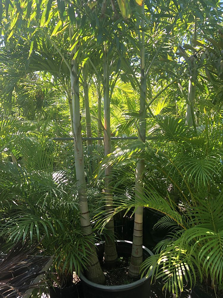 wodyetia-bifurcata-foxtail-palm