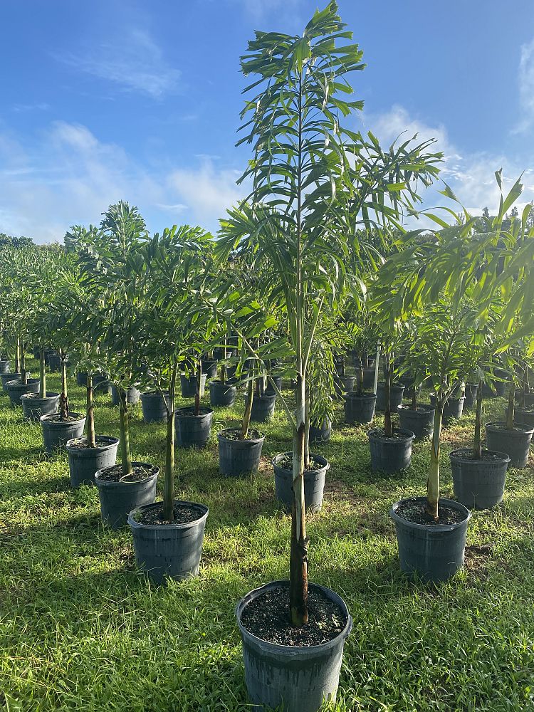 wodyetia-bifurcata-foxtail-palm