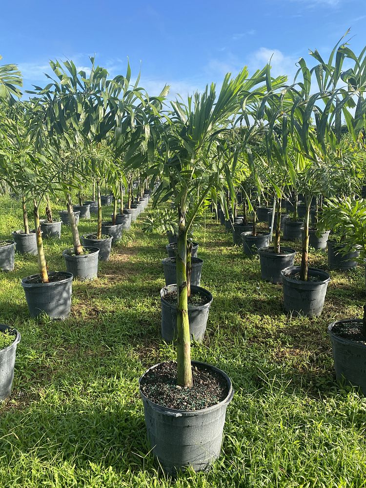 wodyetia-bifurcata-foxtail-palm