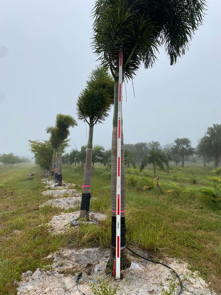 wodyetia-bifurcata-foxtail-palm