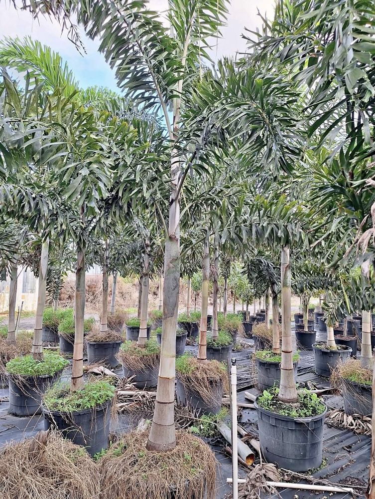 wodyetia-bifurcata-foxtail-palm