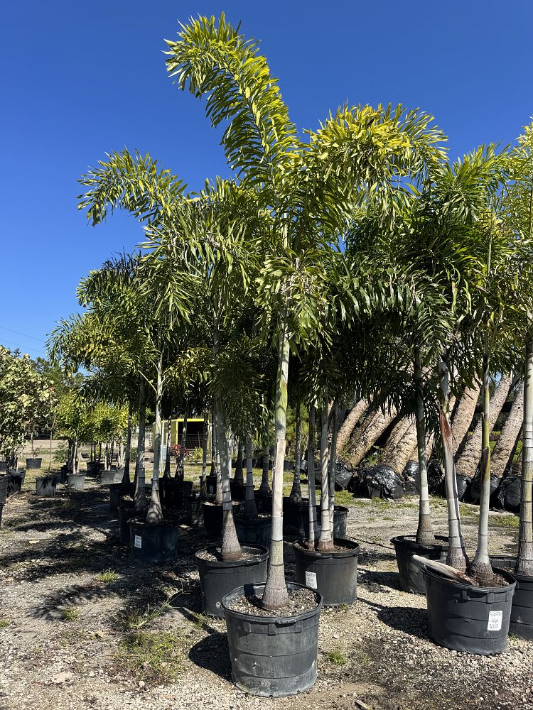 wodyetia-bifurcata-foxtail-palm