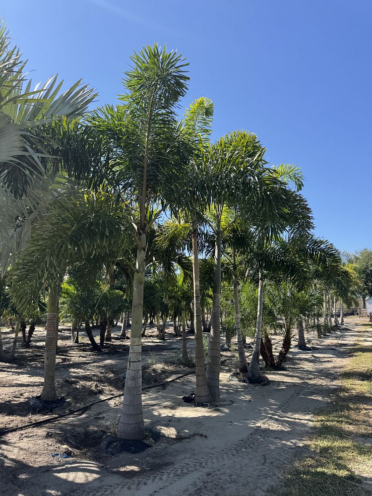 wodyetia-bifurcata-foxtail-palm