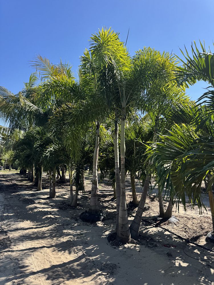 wodyetia-bifurcata-foxtail-palm