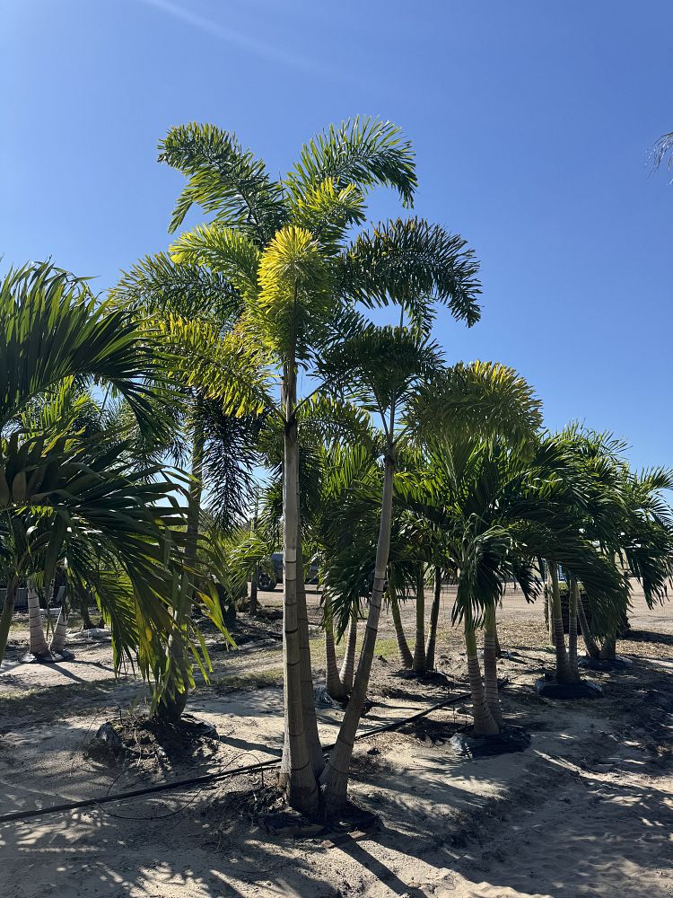 wodyetia-bifurcata-foxtail-palm