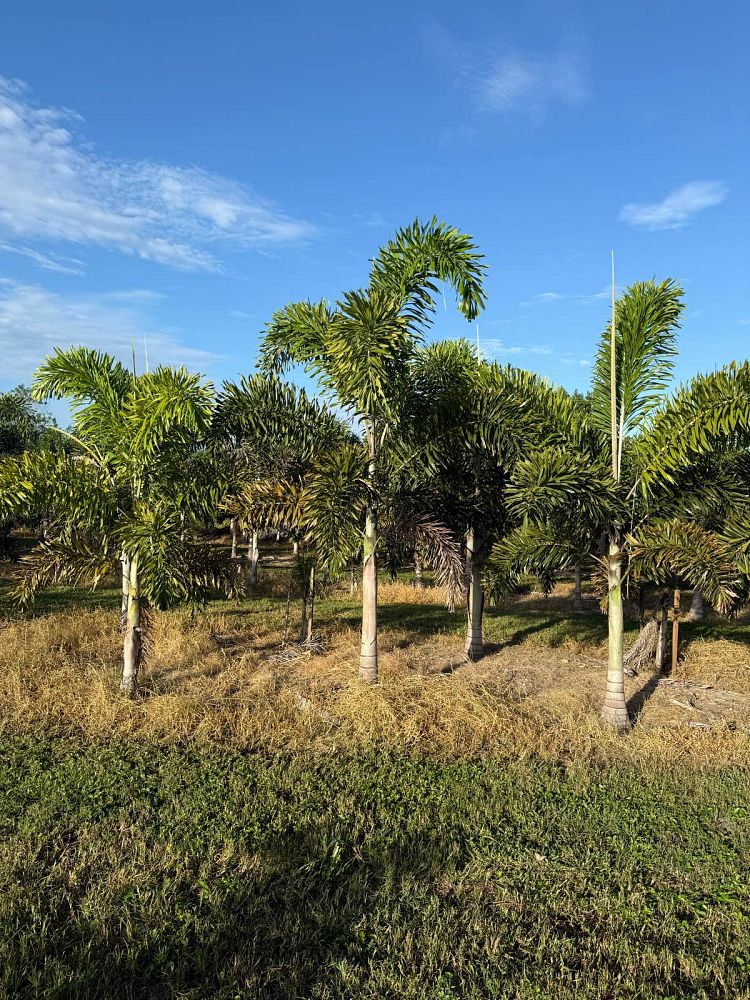 wodyetia-bifurcata-foxtail-palm