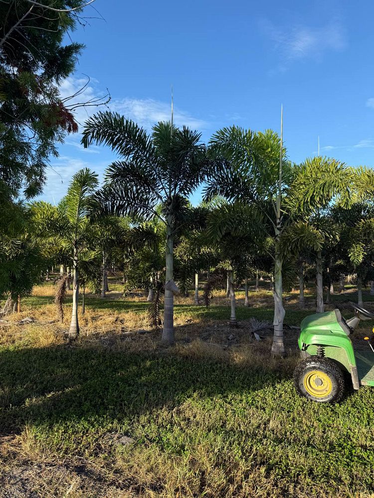 wodyetia-bifurcata-foxtail-palm