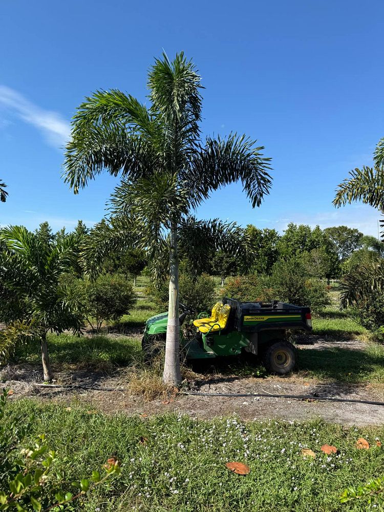 wodyetia-bifurcata-foxtail-palm