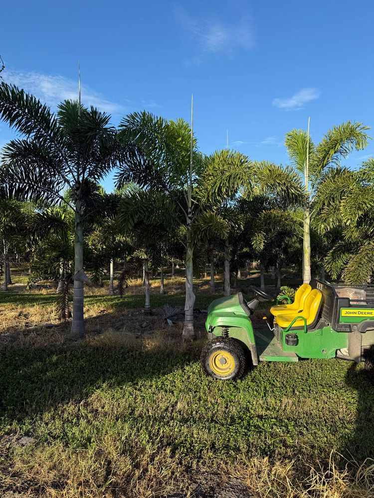 wodyetia-bifurcata-foxtail-palm