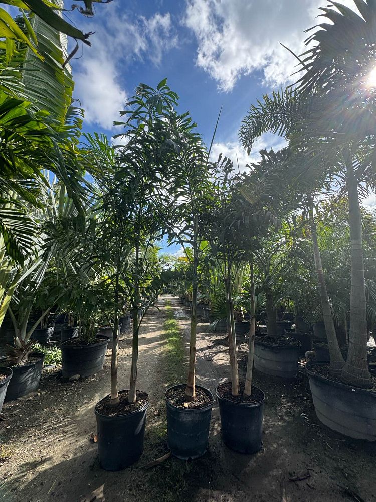 wodyetia-bifurcata-foxtail-palm