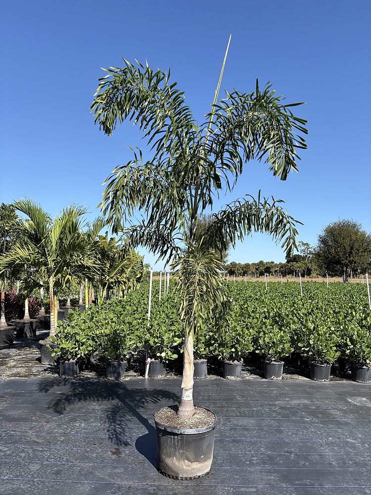 wodyetia-bifurcata-foxtail-palm