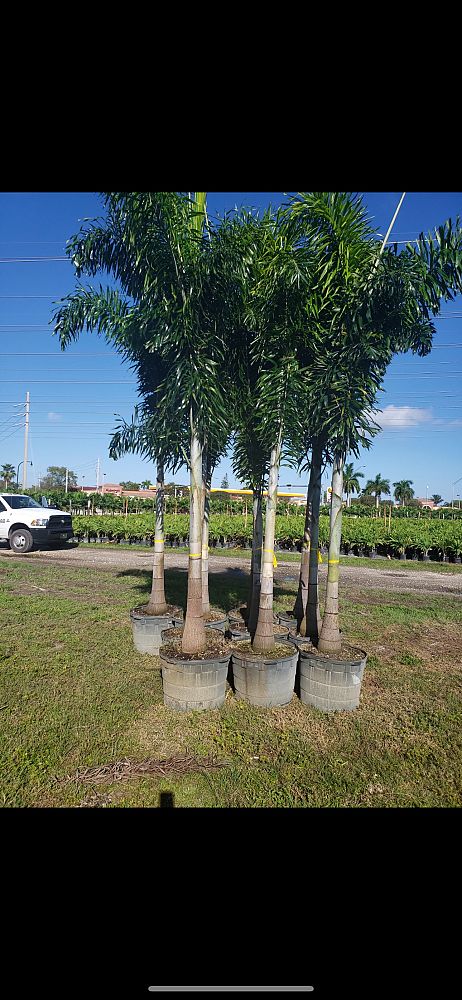 wodyetia-bifurcata-foxtail-palm