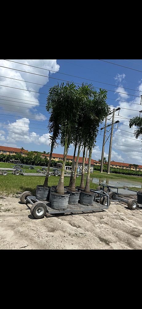 wodyetia-bifurcata-foxtail-palm