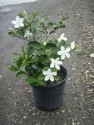 wrightia-antidysenterica-asian-snow-milky-way-snowflake-artic-snow