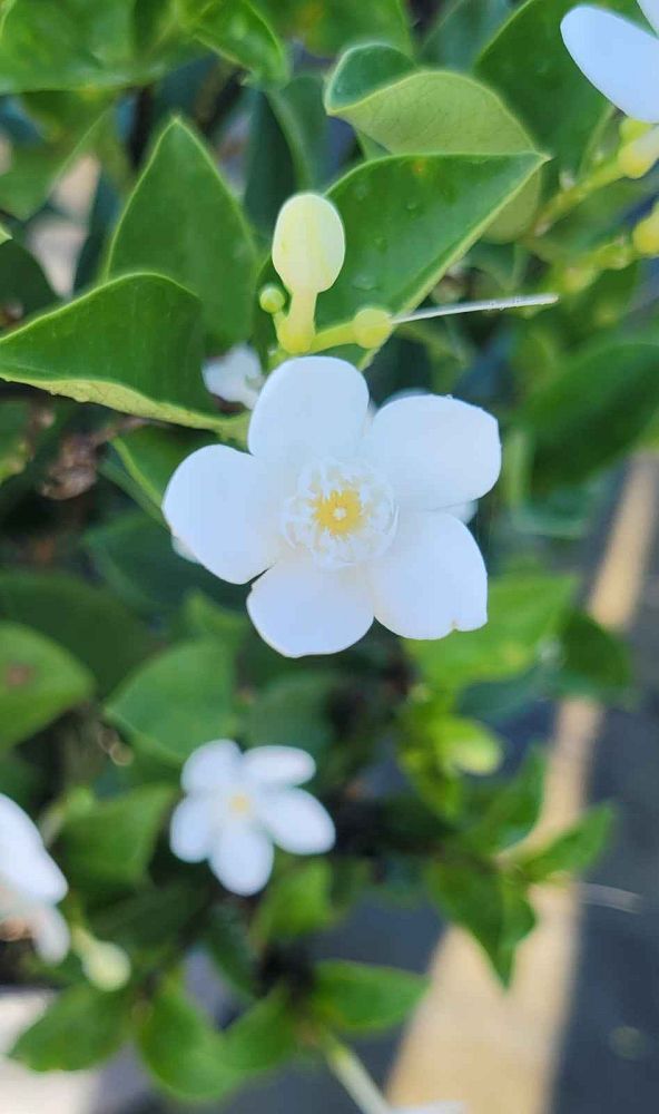 wrightia-antidysenterica-asian-snow-milky-way-snowflake-artic-snow