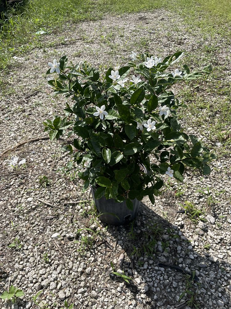 wrightia-antidysenterica-asian-snow-milky-way-snowflake-artic-snow