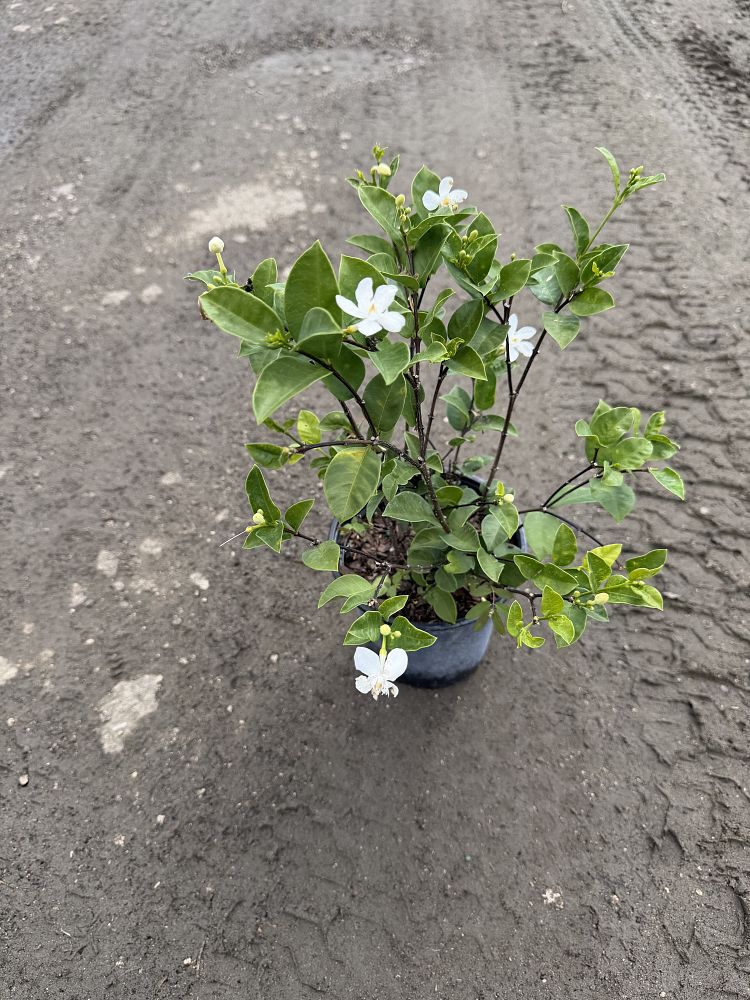 wrightia-antidysenterica-asian-snow-milky-way-snowflake-artic-snow