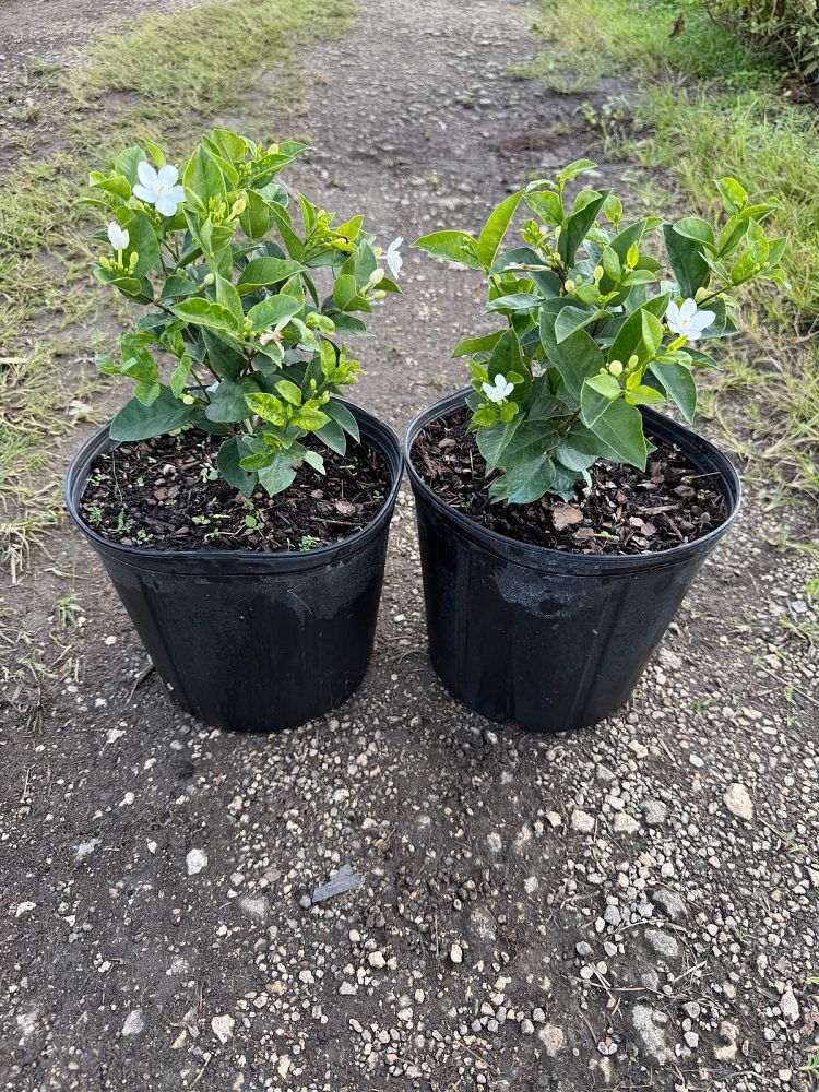 wrightia-antidysenterica-asian-snow-milky-way-snowflake-artic-snow