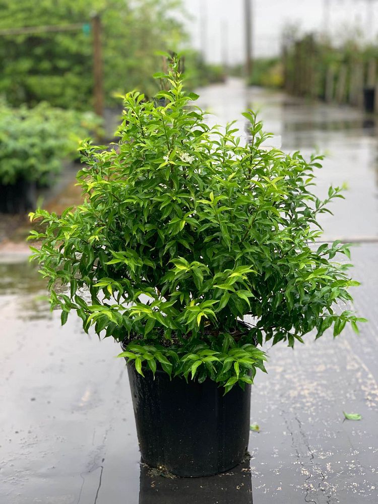wrightia-religiosa-flore-pleno-water-jasmine
