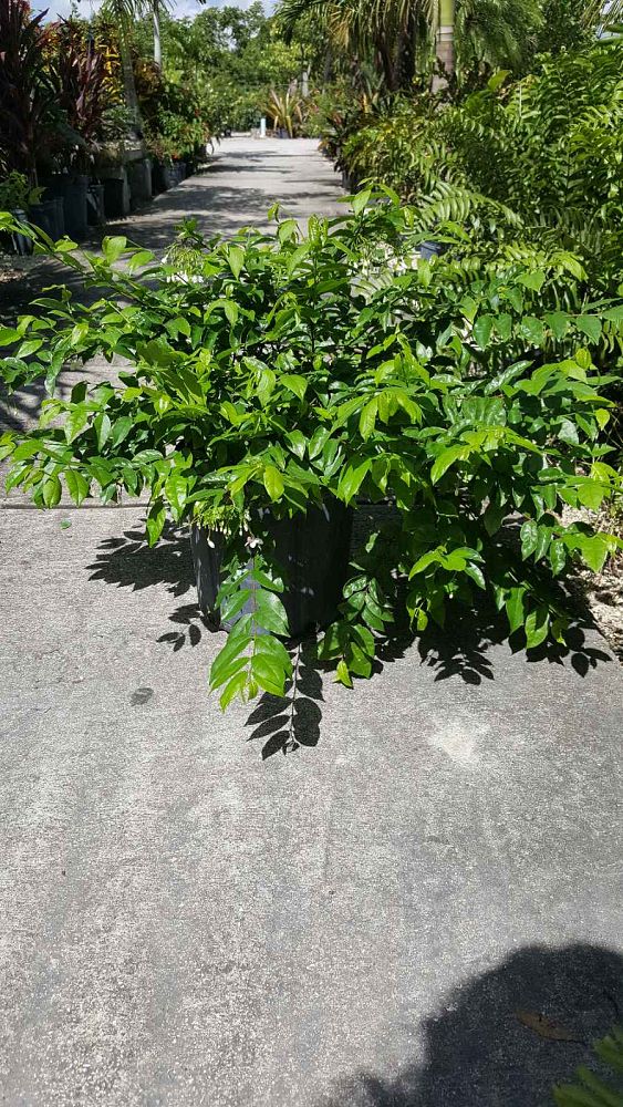 wrightia-religiosa-water-jasmine