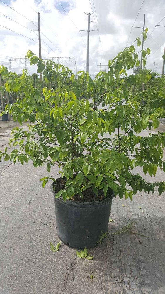 wrightia-religiosa-water-jasmine
