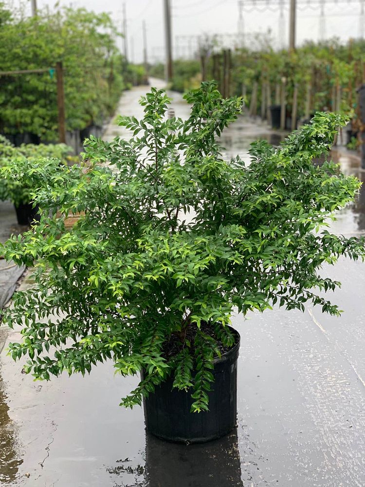 wrightia-religiosa-water-jasmine
