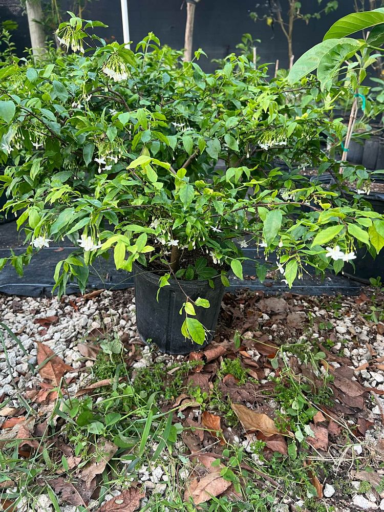 wrightia-religiosa-water-jasmine