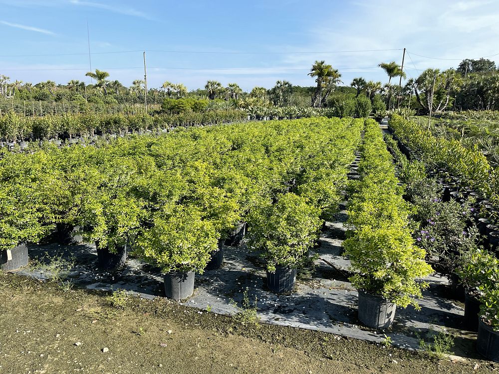 wrightia-religiosa-water-jasmine