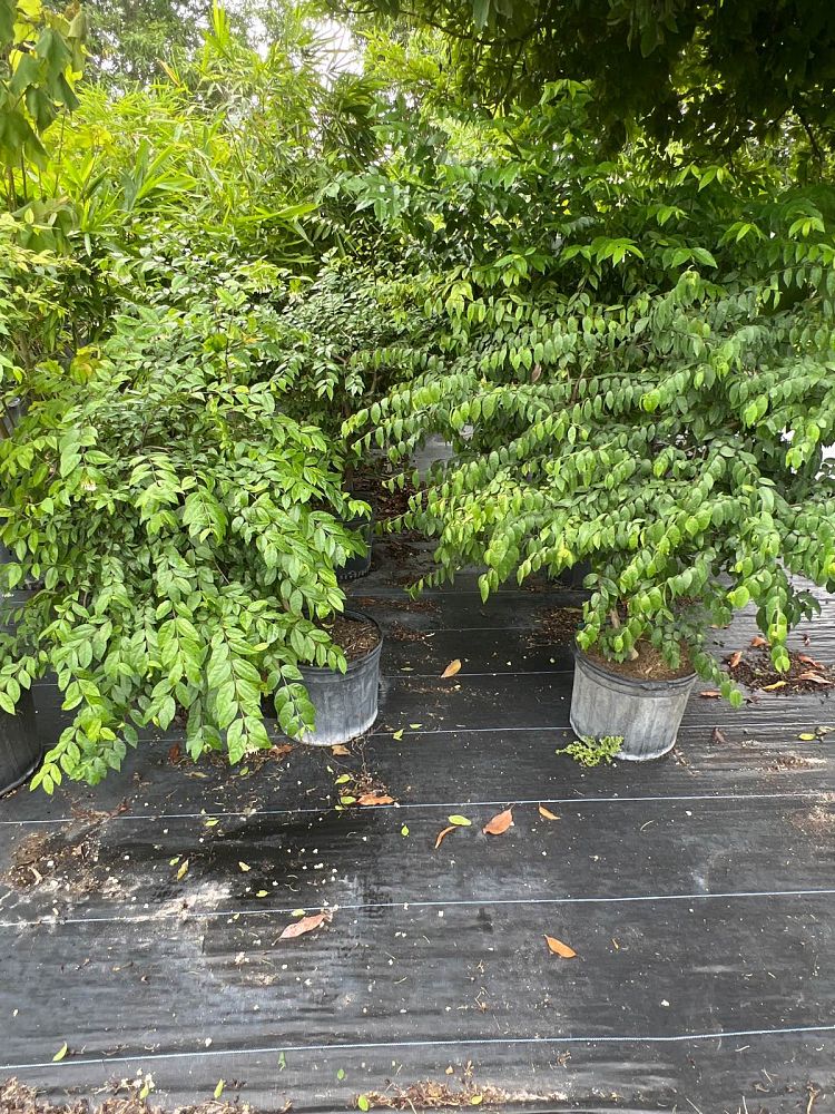 wrightia-religiosa-water-jasmine
