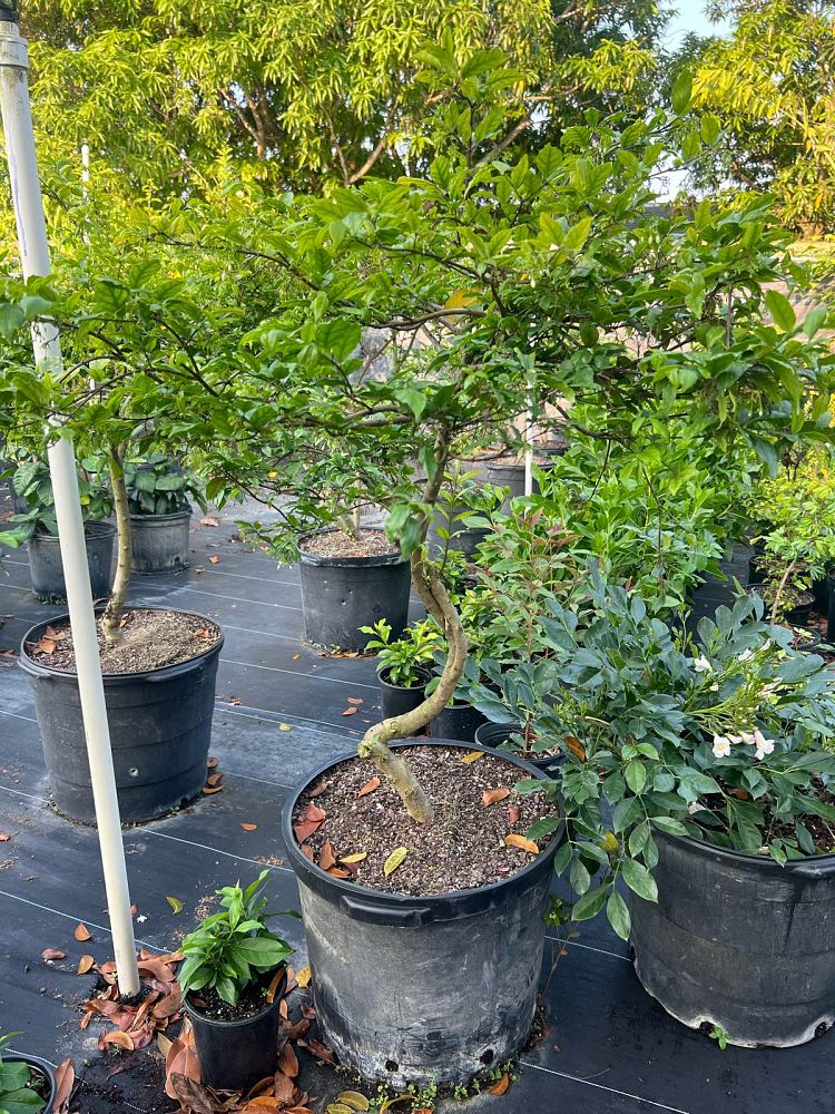 wrightia-religiosa-water-jasmine