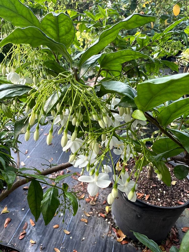 wrightia-religiosa-water-jasmine
