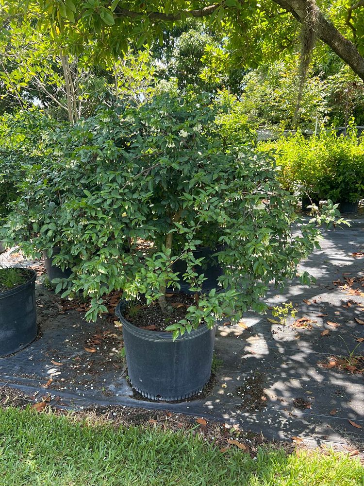 wrightia-religiosa-water-jasmine