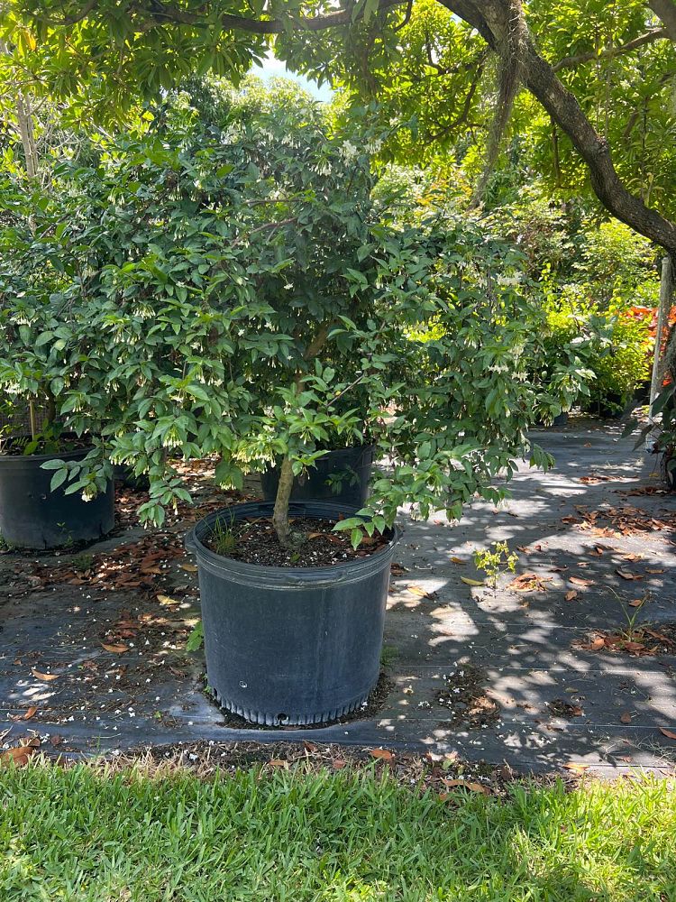wrightia-religiosa-water-jasmine