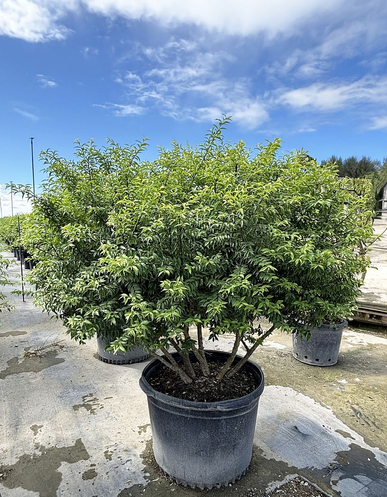 wrightia-religiosa-water-jasmine