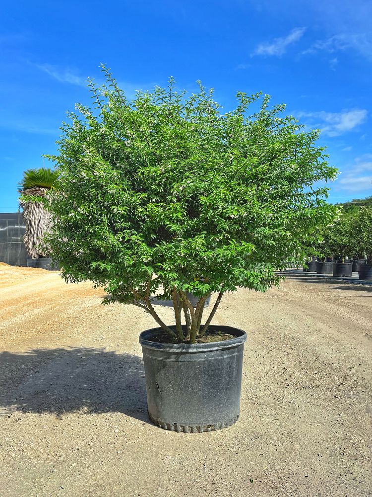 wrightia-religiosa-water-jasmine