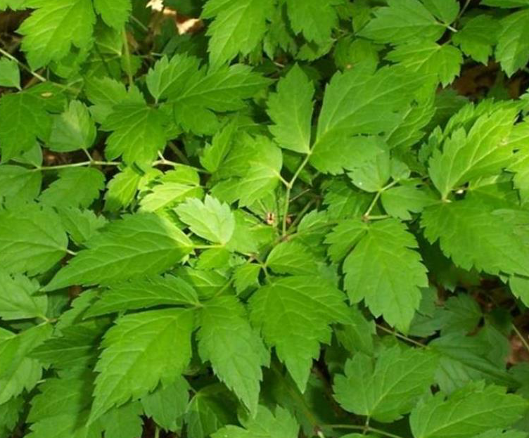 xanthorhiza-simplicissima