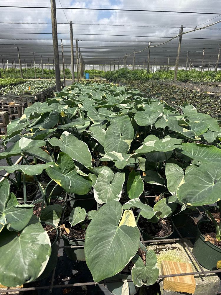 xanthosoma-atrovirens-variegatum-monstrosum-mickey-mouse-alocasia-pocket-plant-yautia-amarilla-elephant-ear