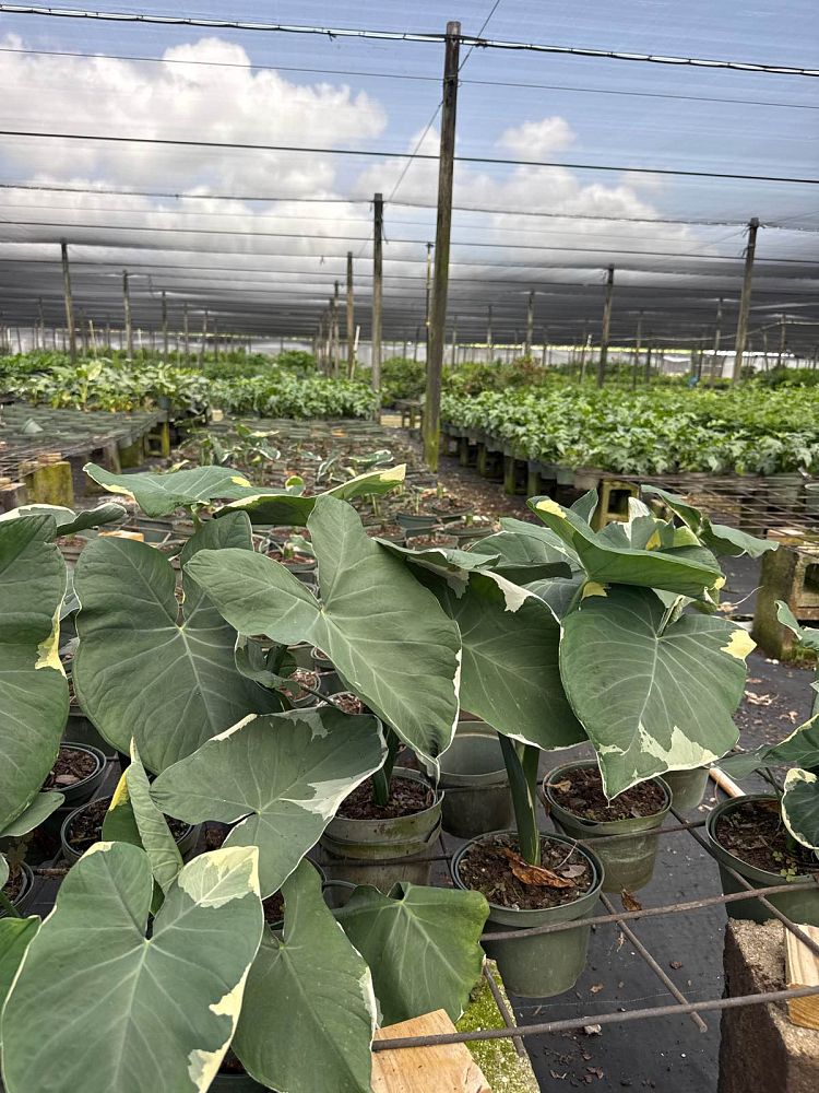 xanthosoma-atrovirens-variegatum-monstrosum-mickey-mouse-alocasia-pocket-plant-yautia-amarilla-elephant-ear