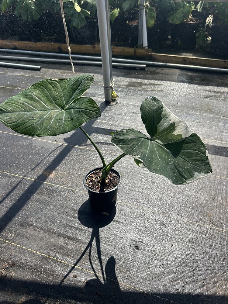 xanthosoma-atrovirens-variegatum-monstrosum-mickey-mouse-alocasia-pocket-plant-yautia-amarilla-elephant-ear