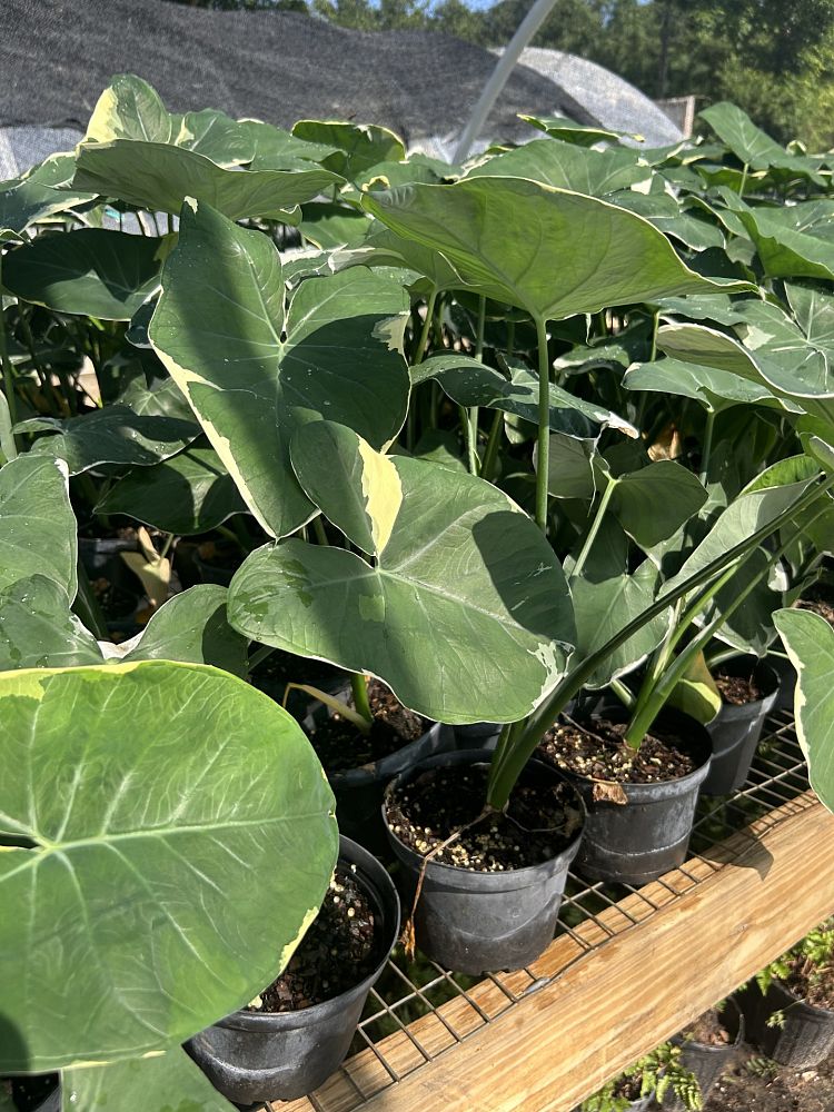 xanthosoma-atrovirens-variegatum-monstrosum-mickey-mouse-alocasia-pocket-plant-yautia-amarilla-elephant-ear