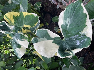 xanthosoma-atrovirens-variegatum-monstrosum-mickey-mouse-alocasia-pocket-plant-yautia-amarilla-elephant-ear