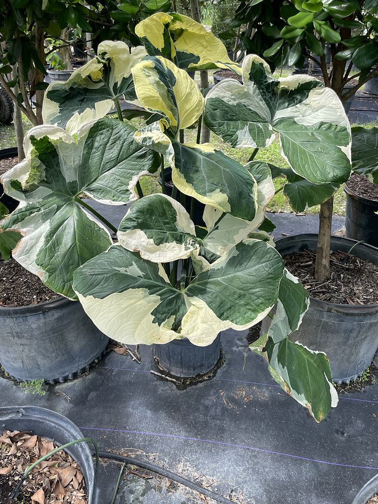 xanthosoma-atrovirens-variegatum-monstrosum-mickey-mouse-alocasia-pocket-plant-yautia-amarilla-elephant-ear
