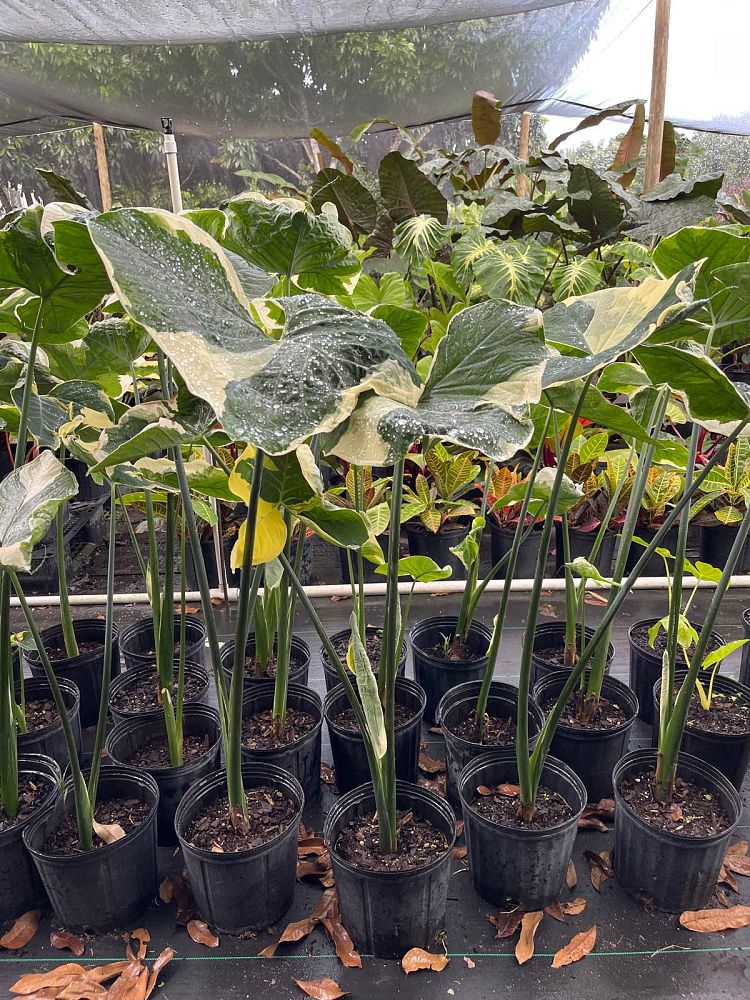 xanthosoma-atrovirens-variegatum-monstrosum-mouse-cup-pocket-plant-yautia-amarilla-elephant-ear
